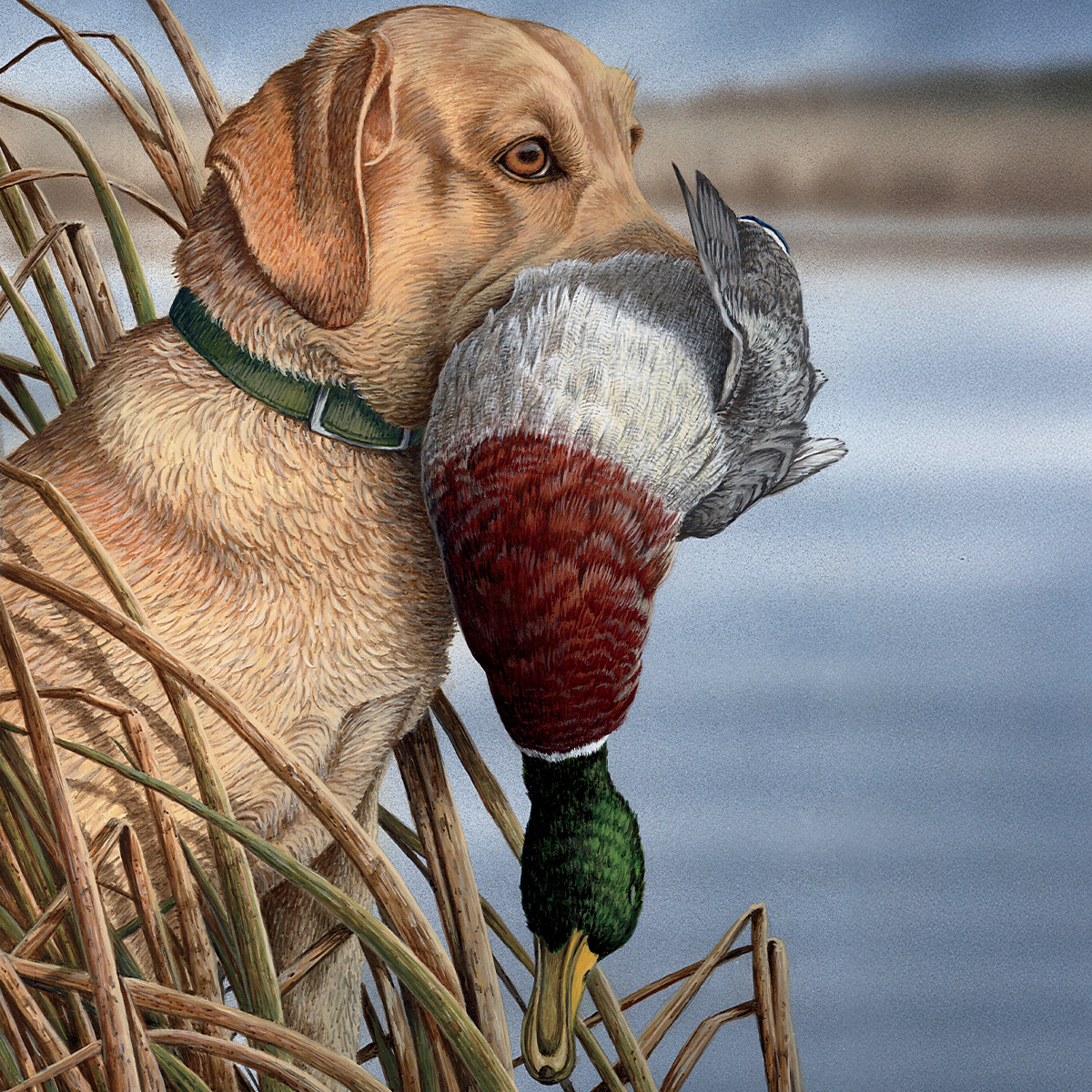 Illustration of the author's Labrador retriever, Ruby. By Christopher Smith